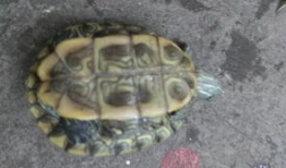 乌龟咬人视频,揭秘动物世界的另类防御策略