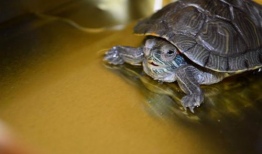 乌龟咬人视频,揭秘动物世界的另类防御策略